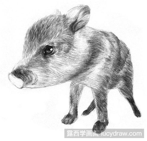 素描动物-素描小野猪教程