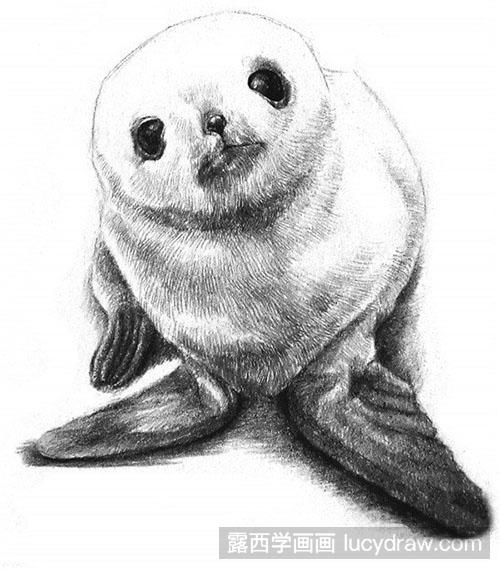 素描动物之素描小海豹
