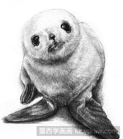 素描动物之素描小海豹