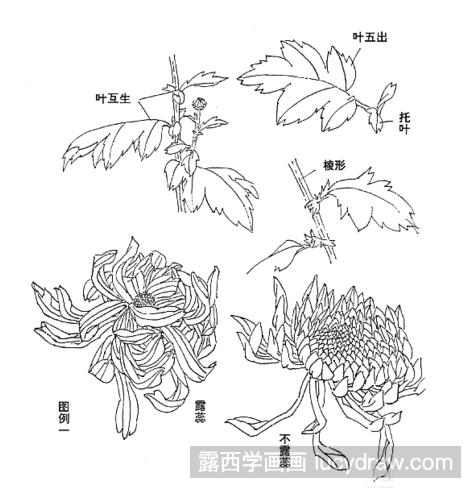 教你画国画菊花