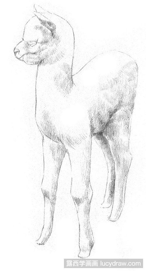 动物素描：素描羊驼教程