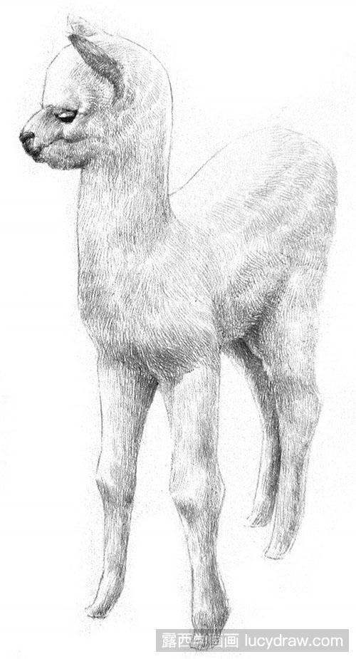 动物素描：素描羊驼教程