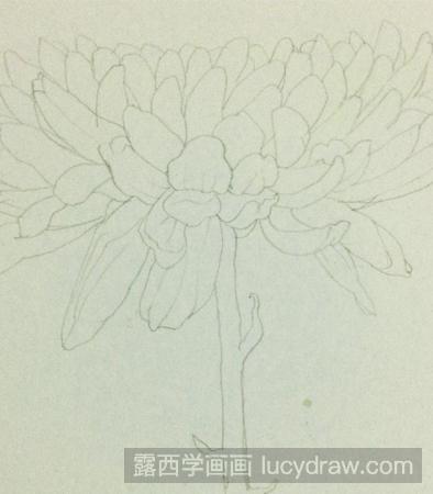 彩铅画教程：如何画一朵自己喜欢的菊花