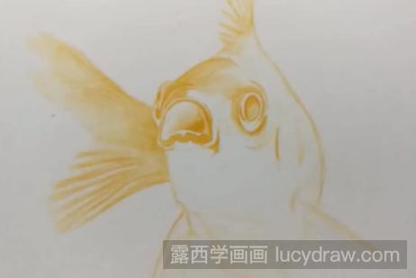 金鱼怎么用彩铅画?