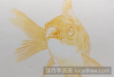 金鱼怎么用彩铅画?