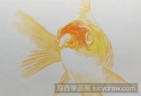 金鱼怎么用彩铅画?