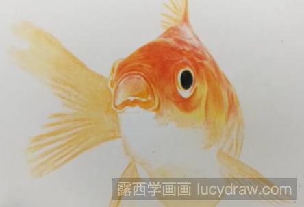 金鱼怎么用彩铅画?