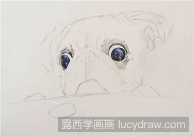 彩铅画动物之巴哥犬