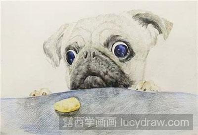 彩铅画动物之巴哥犬