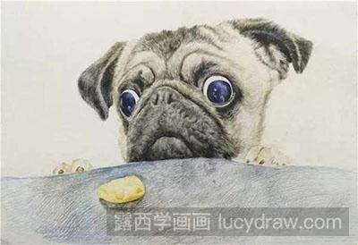 彩铅画动物之巴哥犬