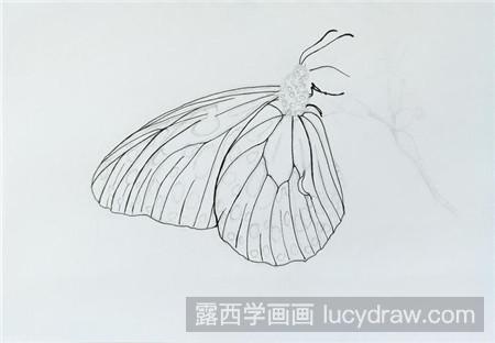 钢笔画教程：教你画蝴蝶