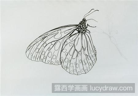 钢笔画教程：教你画蝴蝶