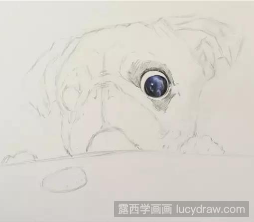 斗牛犬彩铅画教程