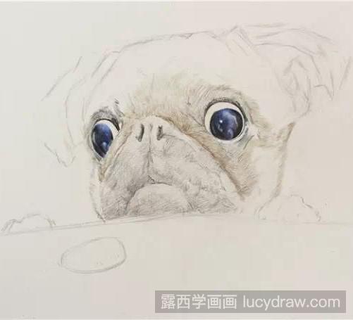 斗牛犬彩铅画教程