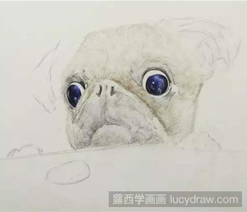 斗牛犬彩铅画教程