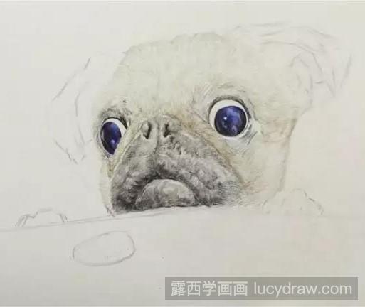 斗牛犬彩铅画教程