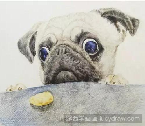 斗牛犬彩铅画教程