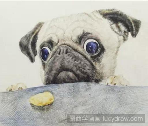 斗牛犬彩铅画教程