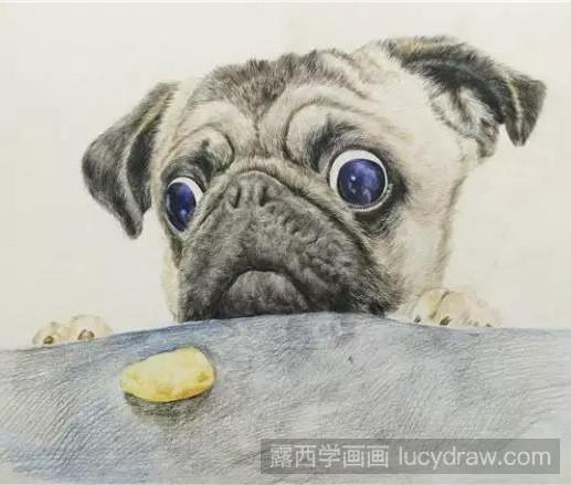 斗牛犬彩铅画教程