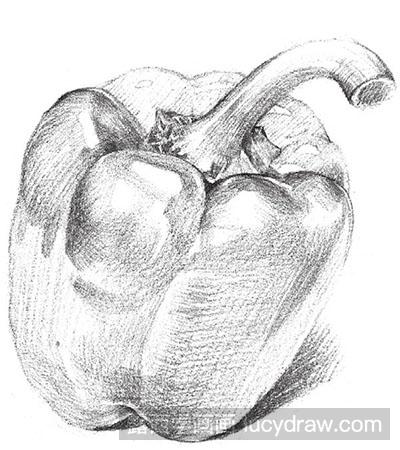 素描静物入门：柿子椒的绘制方法