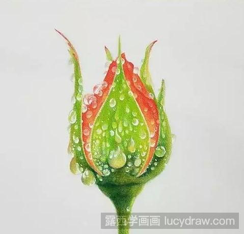 彩铅画：一朵带水珠的玫瑰花