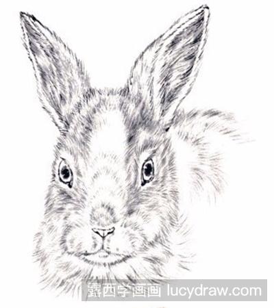 如何画黄色小兔子正面工笔画