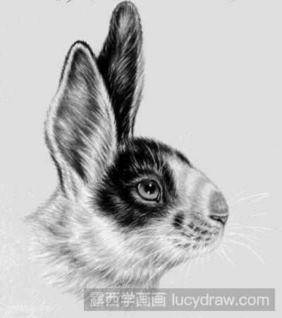 工笔画教程：画黑兔子侧面