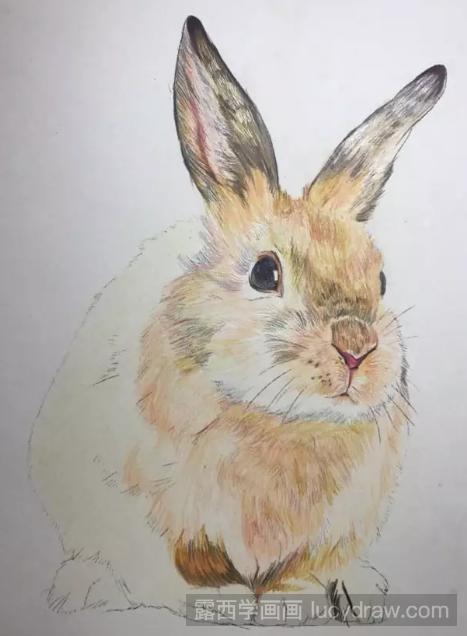 彩铅手绘兔子步骤教程