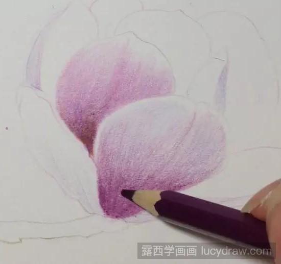 玉兰花彩铅画教程