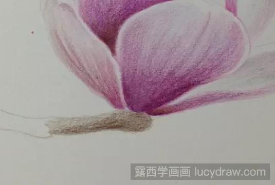 玉兰花彩铅画教程