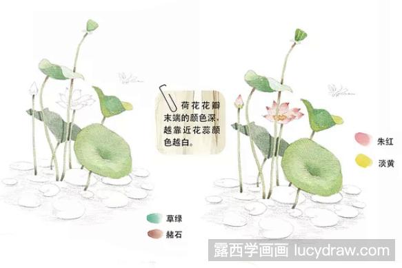 水彩画教程：怎么画荷花