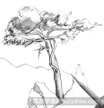 速写风景：怎么画松树