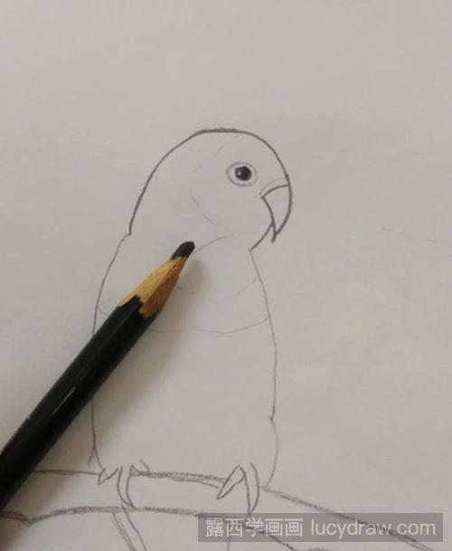鹦鹉彩铅画教程