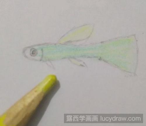 孔雀鱼儿童画教程