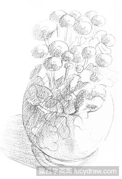 素描教程:绘制雏菊的方法