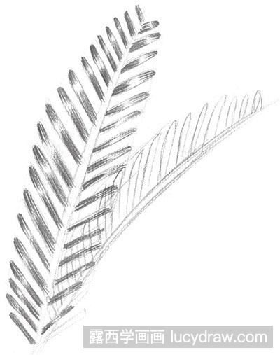 素描教程之怎么绘制铁树叶子