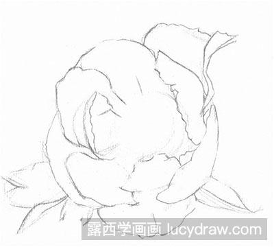 素描教程-如何绘制牡丹花