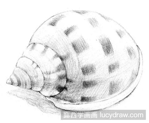 素描海螺怎么画?