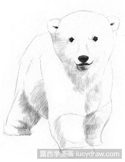 素描教程：可爱的小北极熊