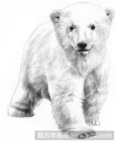 素描教程：可爱的小北极熊