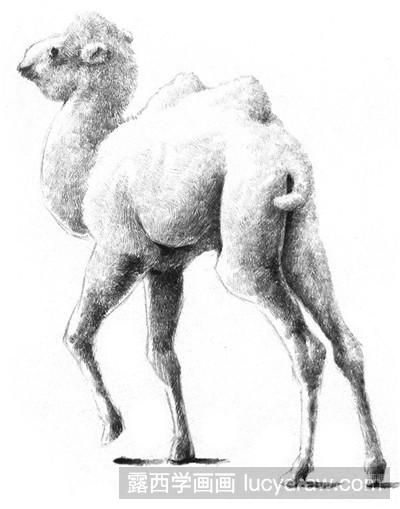 素描教程：双峰骆驼