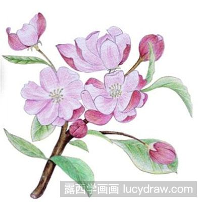 水粉画教程：海棠花的绘制步骤