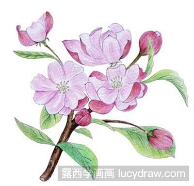 水粉画教程：海棠花的绘制步骤