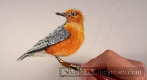 水彩画漂亮的小鸟