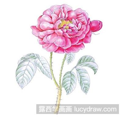 水粉画教程：玫瑰花的绘制方法