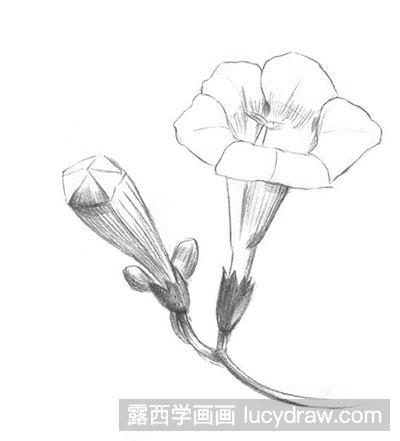 素描教程：怎么绘制凌霄花