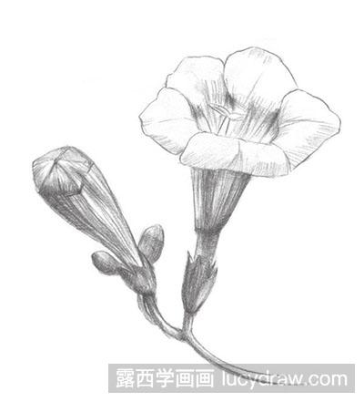 素描教程：怎么绘制凌霄花