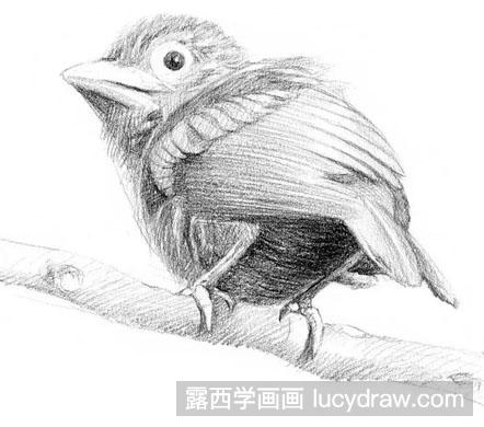 素描小鸟绘画步骤