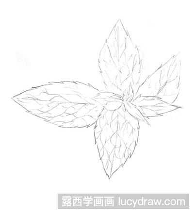 怎么绘制素描薄荷叶