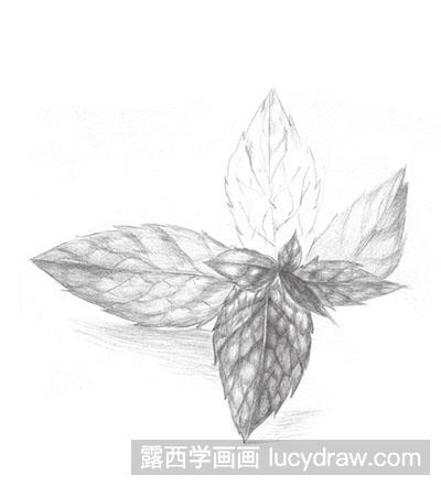 怎么绘制素描薄荷叶